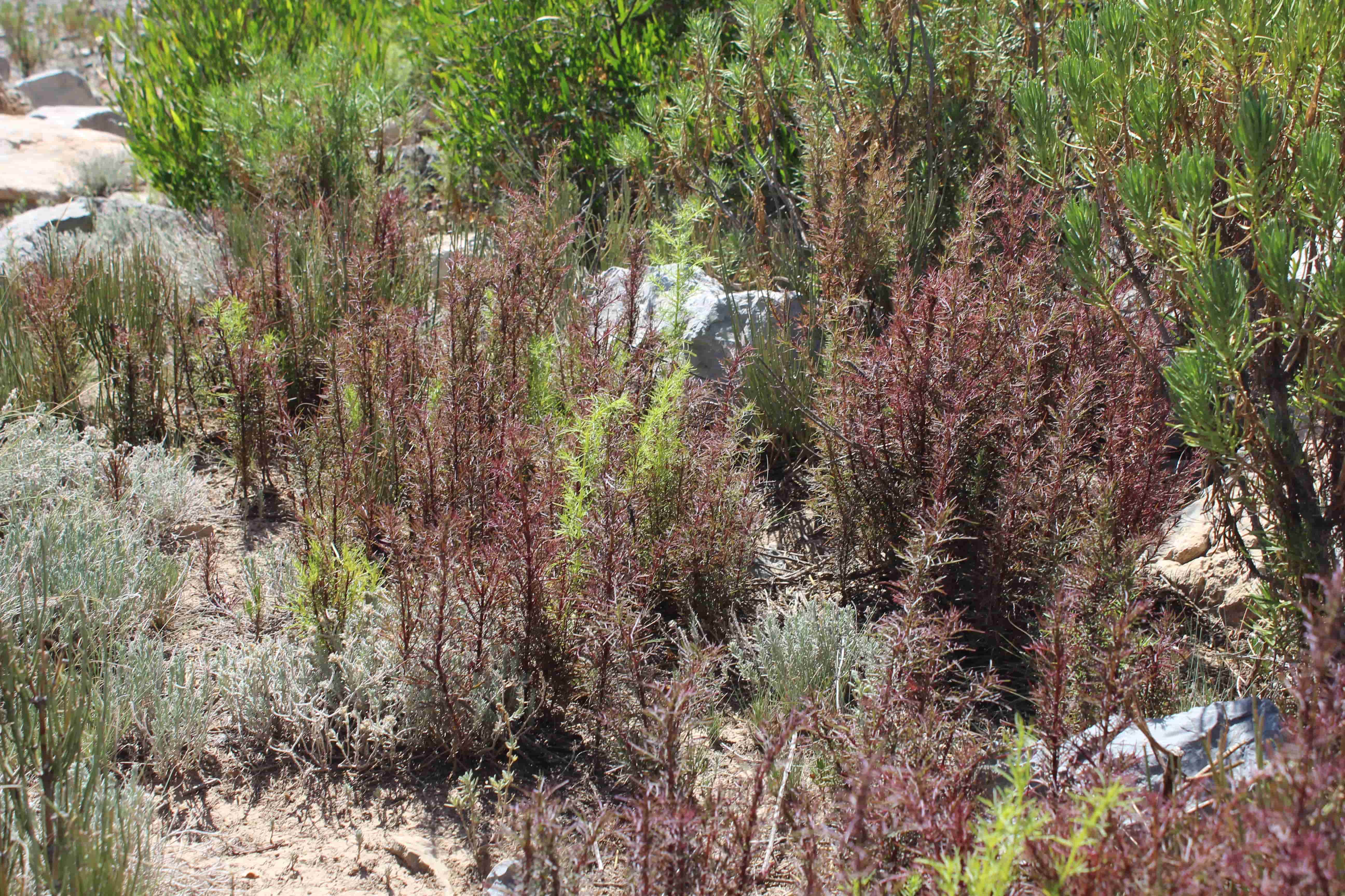Plant Image